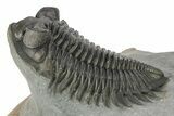 Very Nice Coltraneia Trilobite Fossil - Huge Faceted Eyes #273800-1